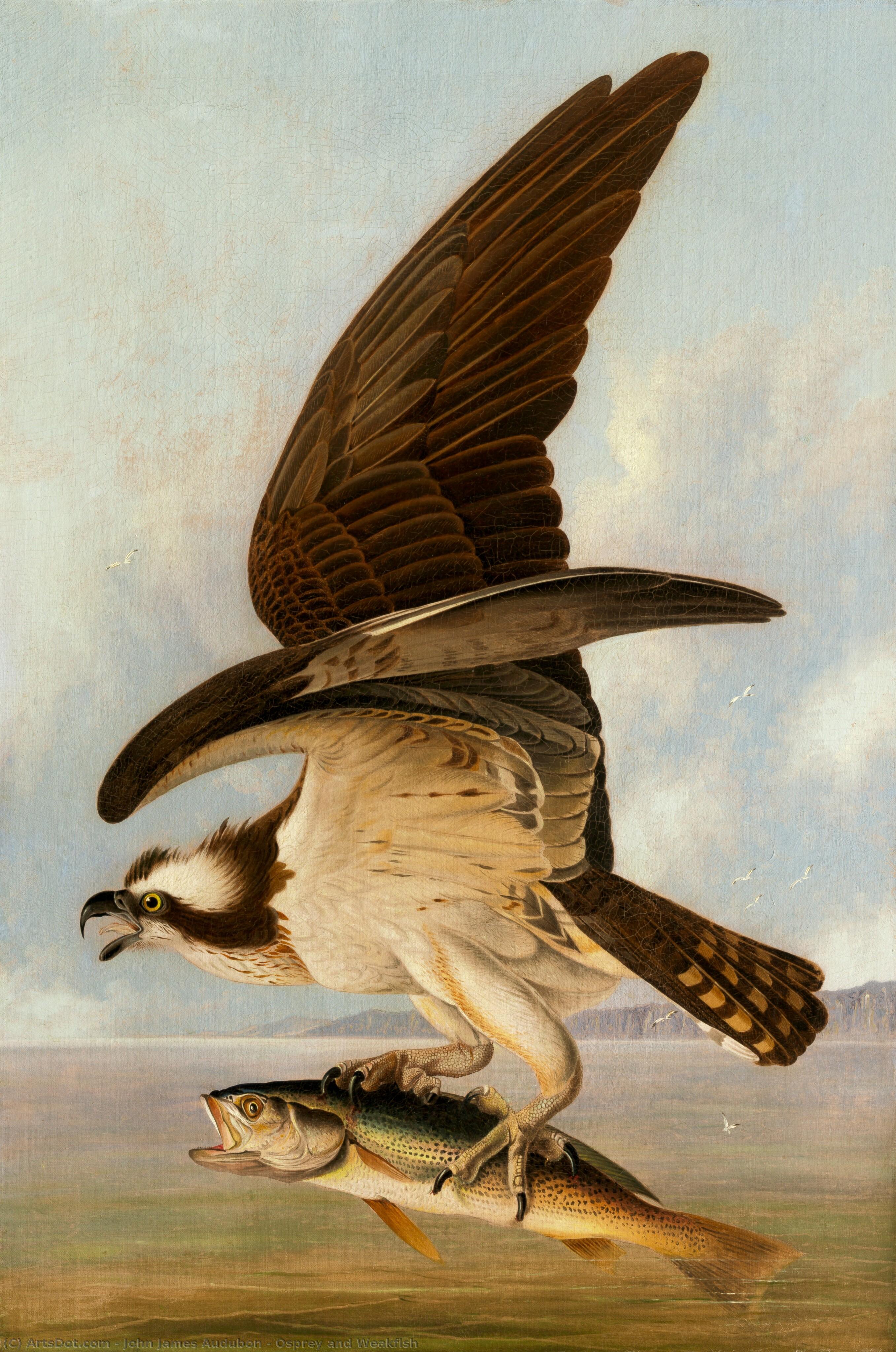 Osprey And Weakfish — ジョン・ジェームズ・オーデュボン