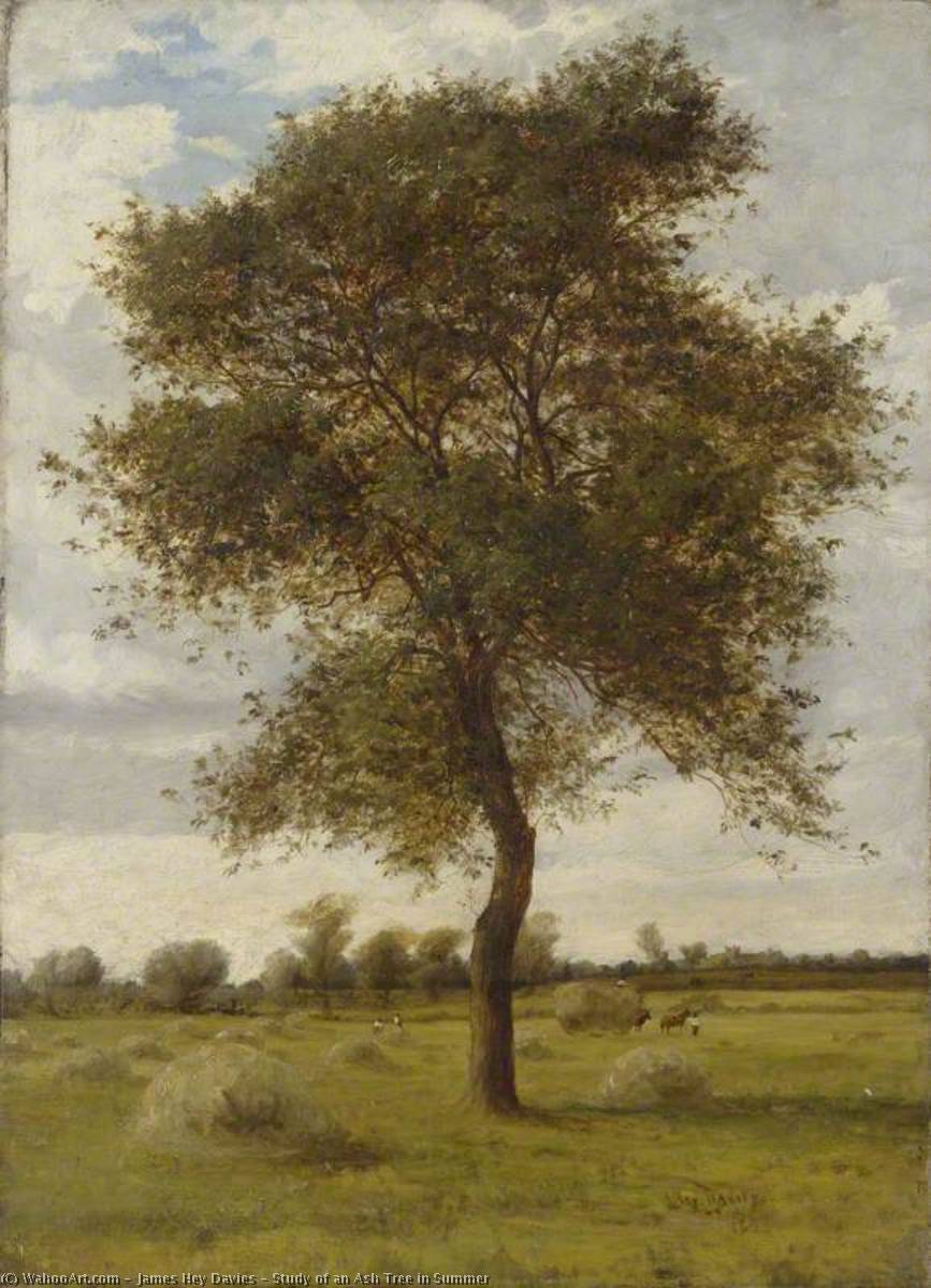 Study Of An Ash Tree In Summer — James Hey Davies