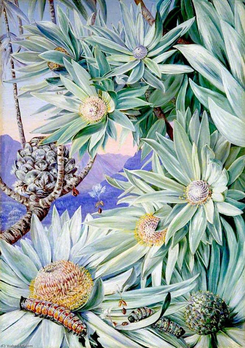 Foliage, Flowers And Fruit Of The South African Silver Tree — Marianne North