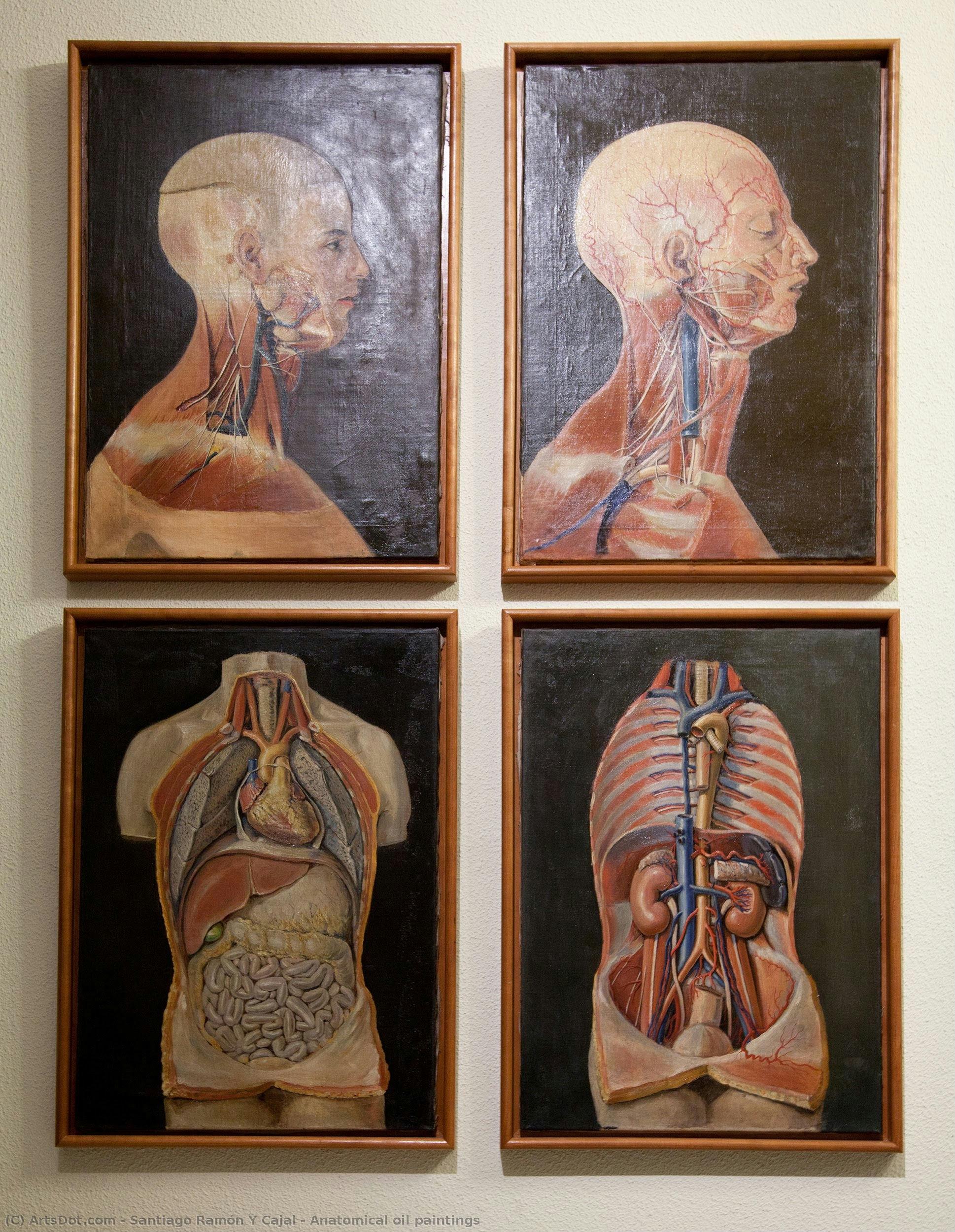 Anatomical Oil Paintings — Santiago Ramón Y Cajal