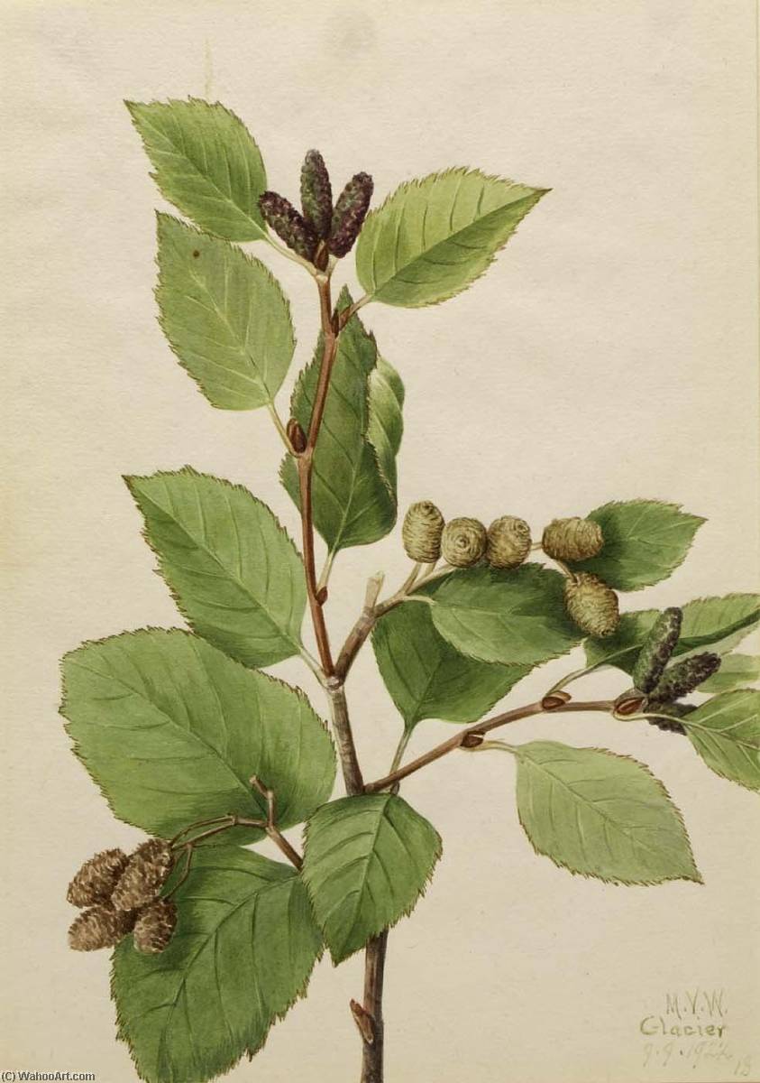 Western Green Alder (alnus Sinuata) — Mary Morris Vaux Walcott