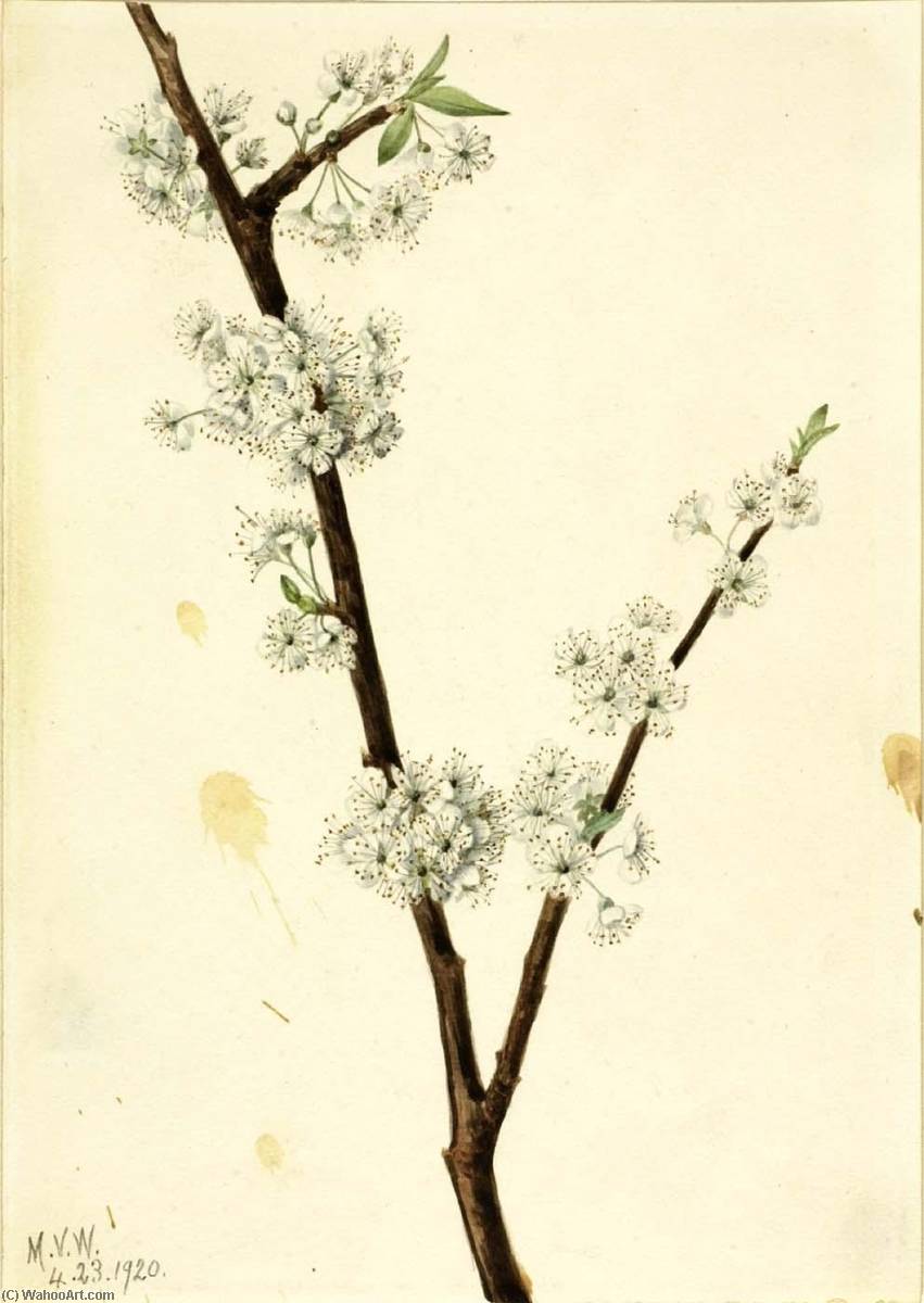 Chickasaw Plum (prunus Angustifolia) — Mary Vaux Walcott
