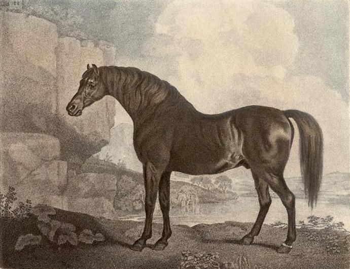 Marske Horse — George Stubbs