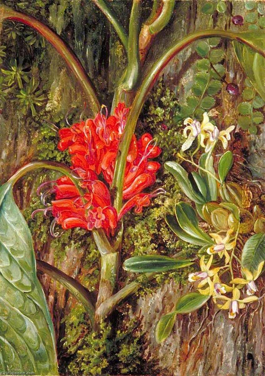 Java Flowers — Marianne North