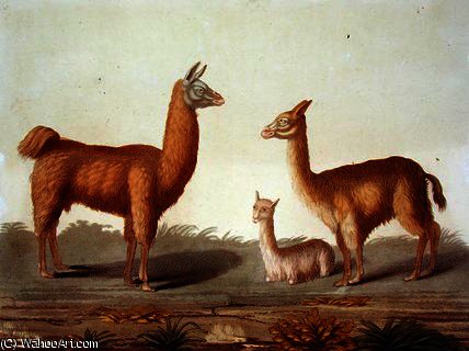 Alpaca And Vicuna Llamas — Vittorio Raineri