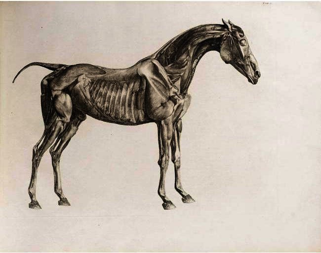 The Anatomy Of The Horse — George Stubbs