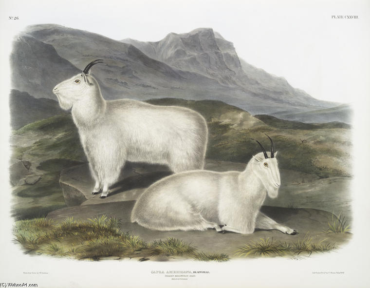 Capra Americana, Rocky Mountain Goat. Male ^ Female — John James Audubon