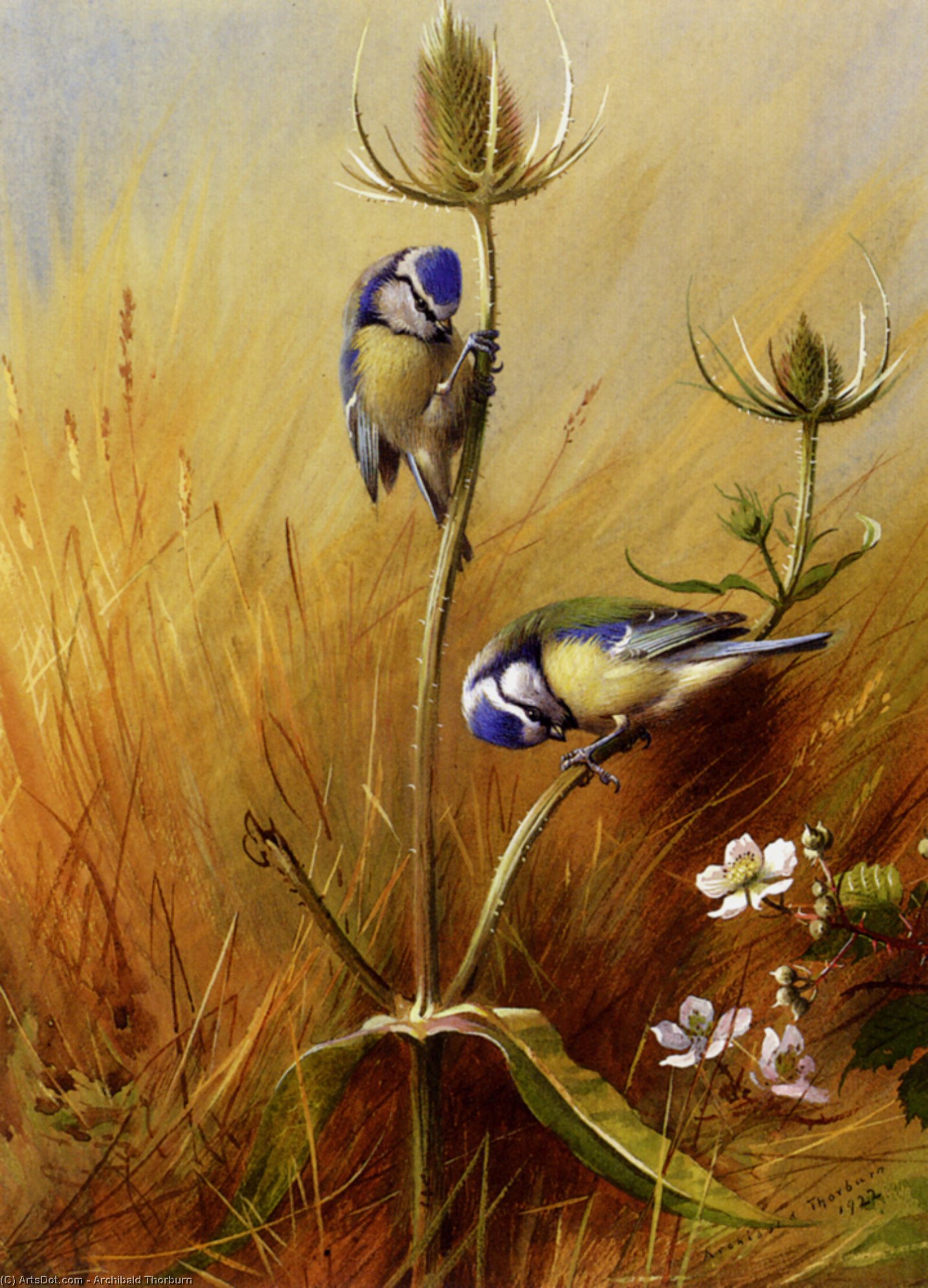 Bluetits On A Teasel — Archibald Thorburn