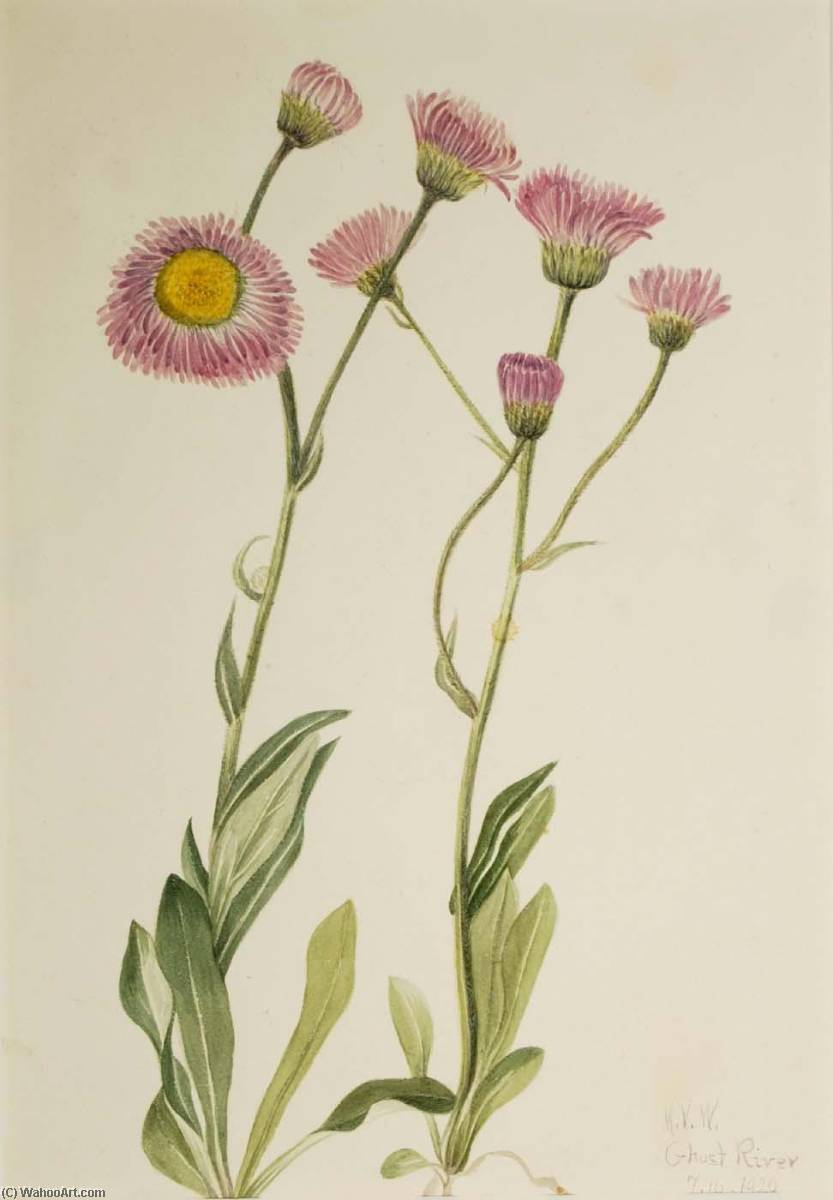 Meadow Fleabane (erigeron Speciosus) — Mary Vaux Walcott