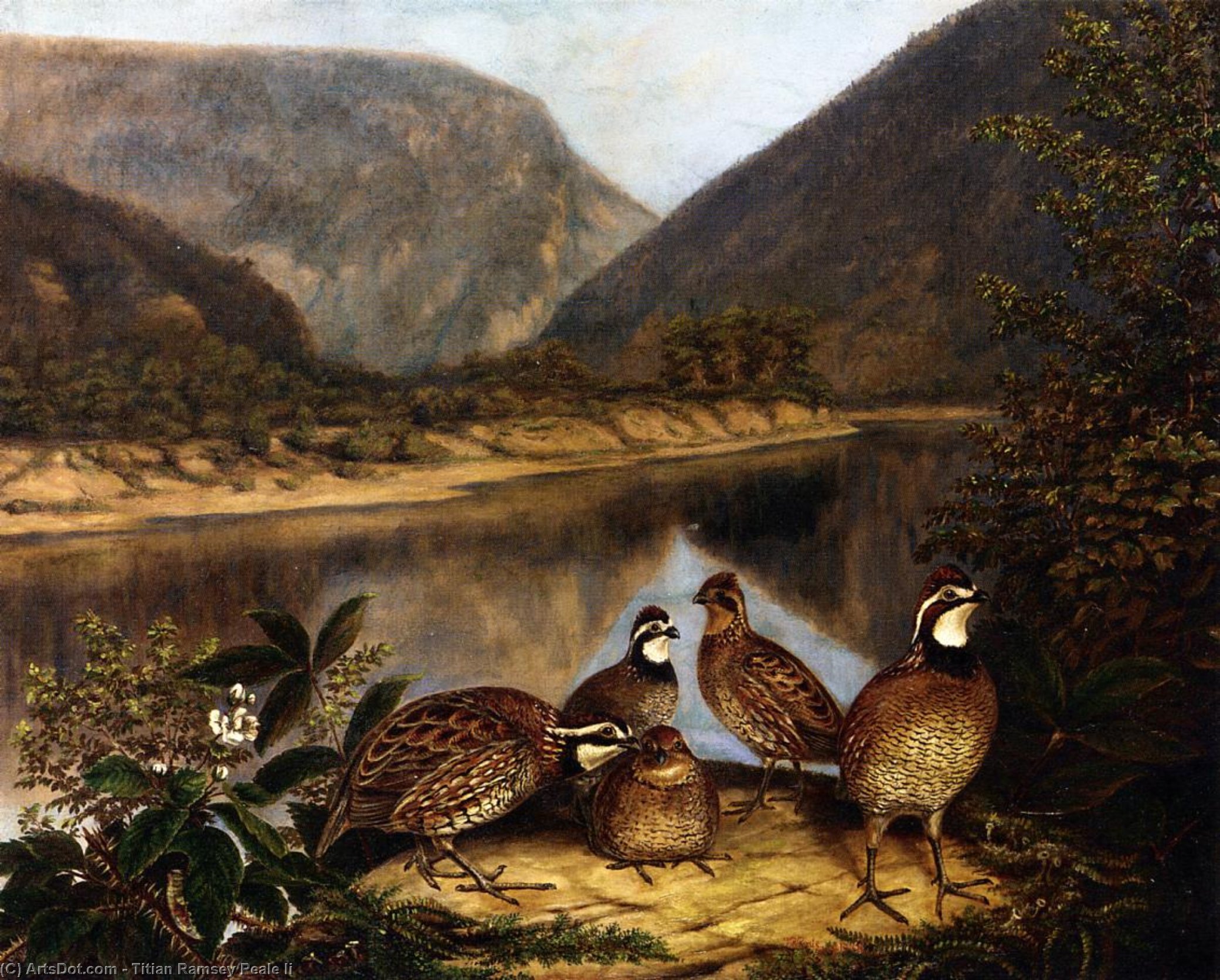 Fünf Bobwhites Am Delaware Water Gap — Tizian Ramsay Peale Ii