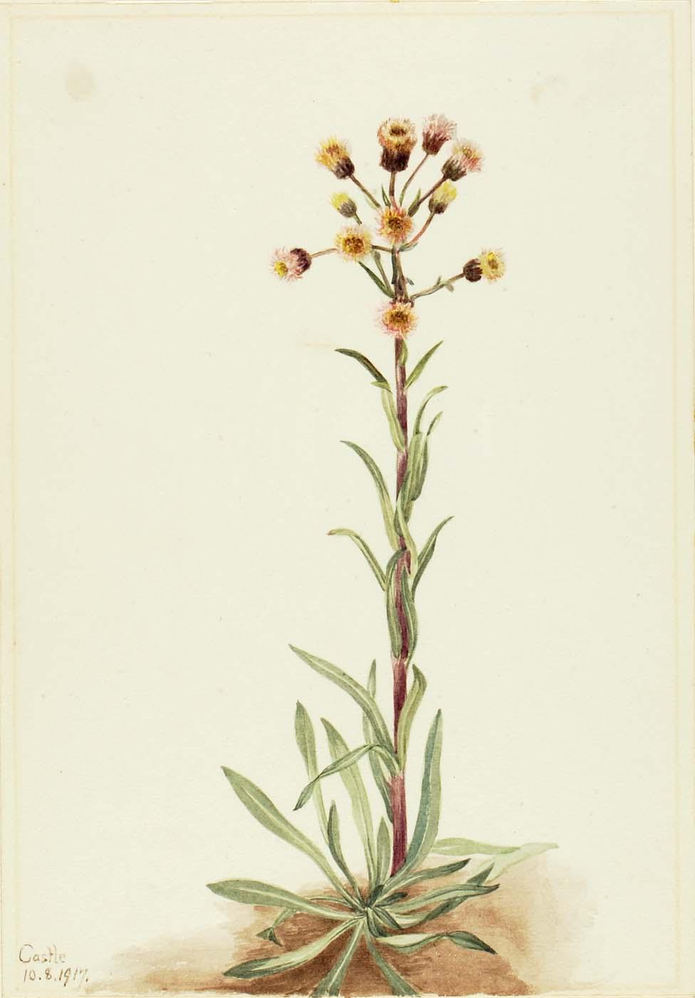 Tall Fleabane (erigeron Acris) — Mary Vaux Walcott