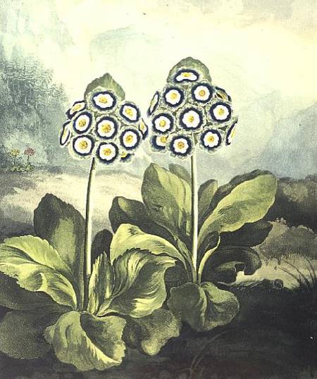Primula Auricula — George Philip Reinagle