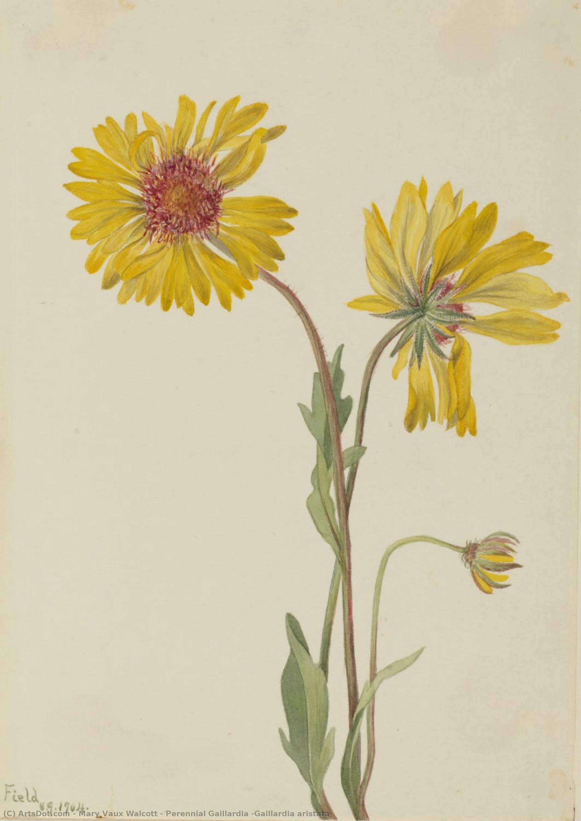 Perennial Gaillardia (gaillardia Aristata) — Mary Vaux Walcott