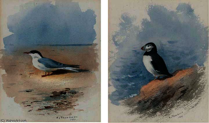 Study Of A Puffin; And Study Of A Seagull — Archibald Thorburn