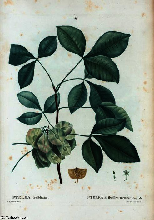 Ptelea Trifoliata — Pierre Joseph Redouté