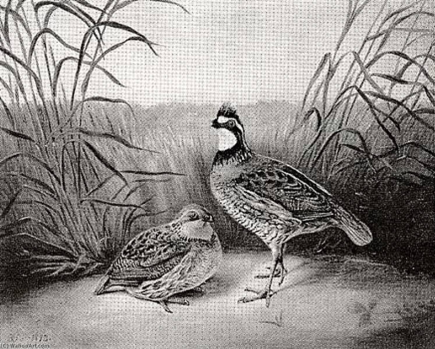 Quail In A Wheatfield, (painting) — Titian Ramsay Peale