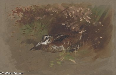 Study Of A Woodcock Amongst Foliage — Archibald Thorburn