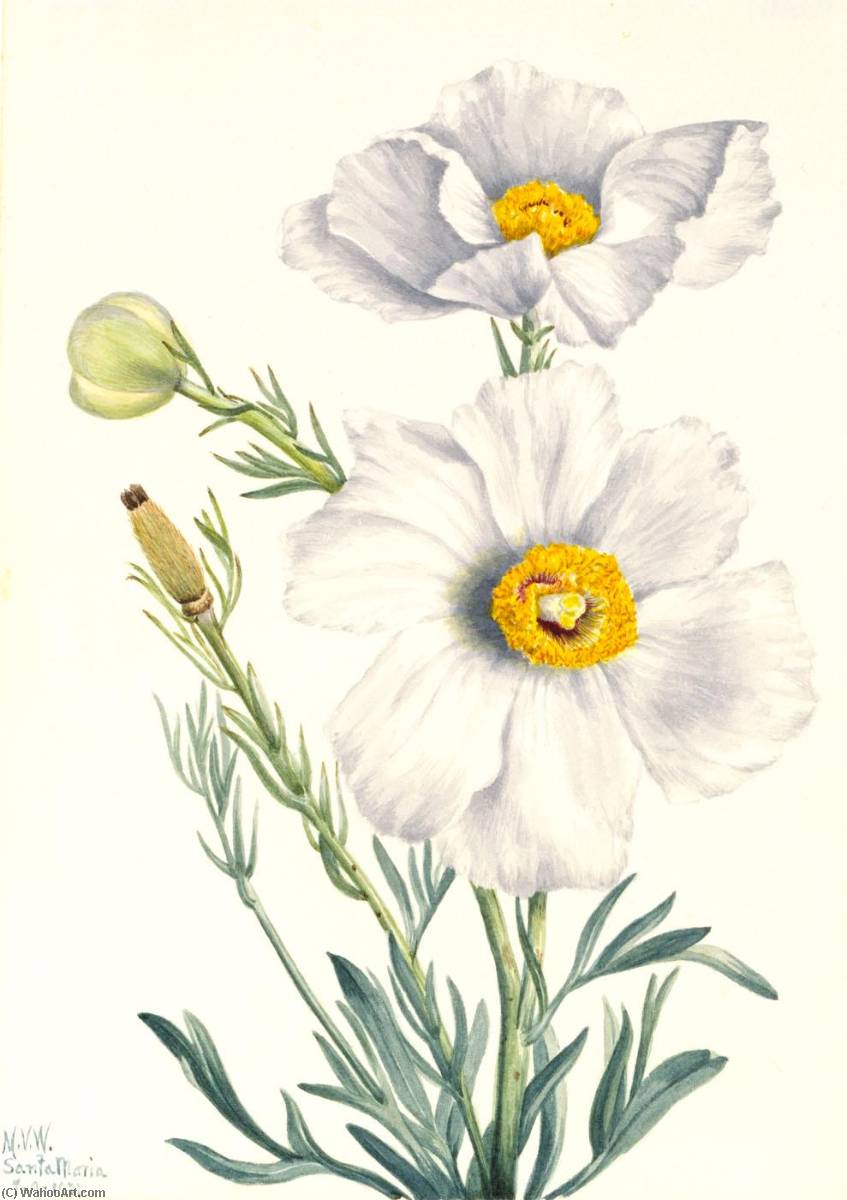 Matilija Poppy (romneya Coulteri) — Mary Vaux Walcott