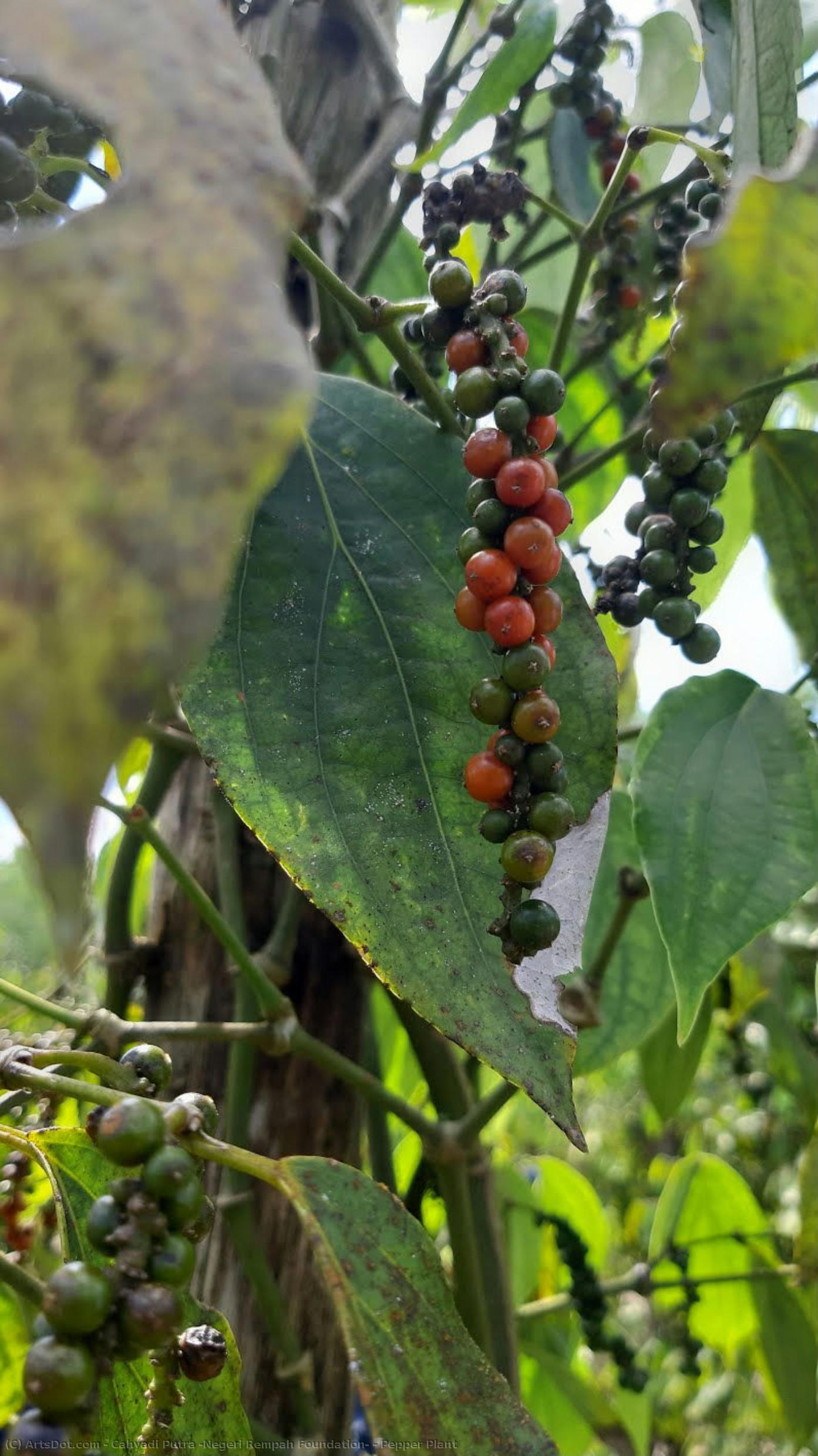 Pepper Plant — Cahyadi Putra (negeri Rempah Foundation)