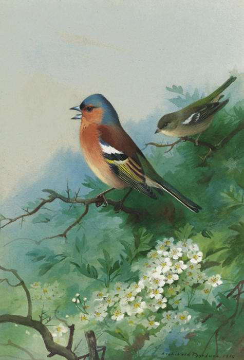 Chaffinches Among Hawthorn — アーチボルド・ソーバーン