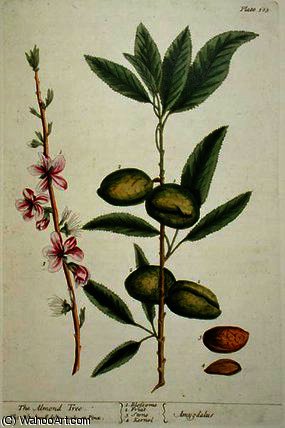 The Almond Tree — Elizabeth Blackwell