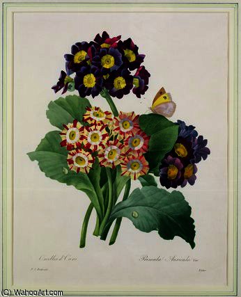 Primula Auricula — Pierre Joseph Redouté