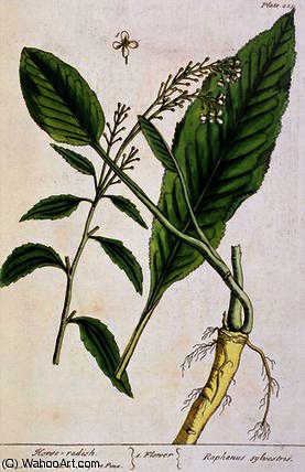 Horseradish — Elizabeth Blackwell