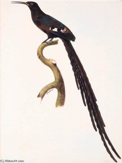Epimachus Sp. — Жак Баррабан