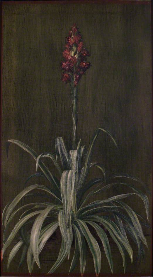 Lirio De Lanza Australiano — Marianne North