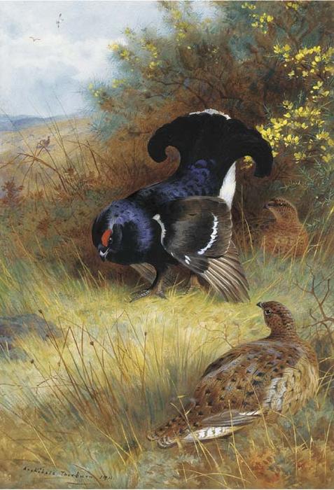On The Edge Of The Moor; Blackcock Displaying — Archibald Thorburn