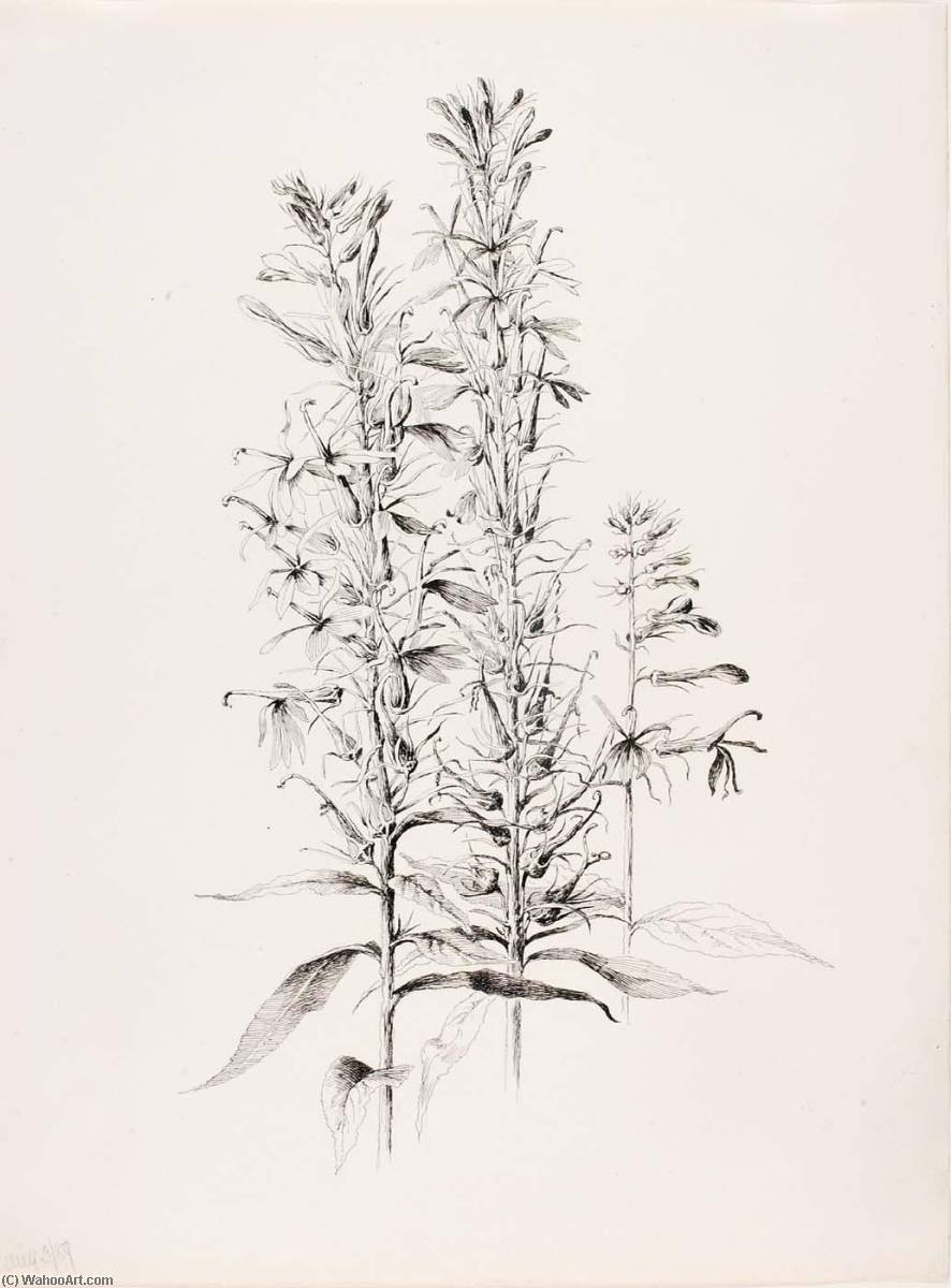 Untitled (cardinal Flower, Lobelia Cardinalis) — George Elbert Burr