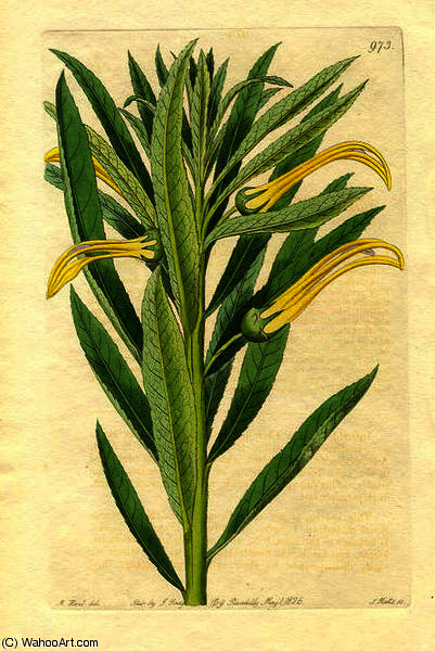 Toothed Lobelia, Lobelia Arguta — Sydenham Teast Edwards