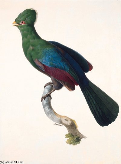 Tauraco Corythaix — Жак Баррабан