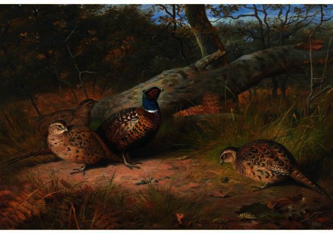 The Fallen Beech- A Cock And Three Hen Pheasants With A Wasp — Archibald Thorburn