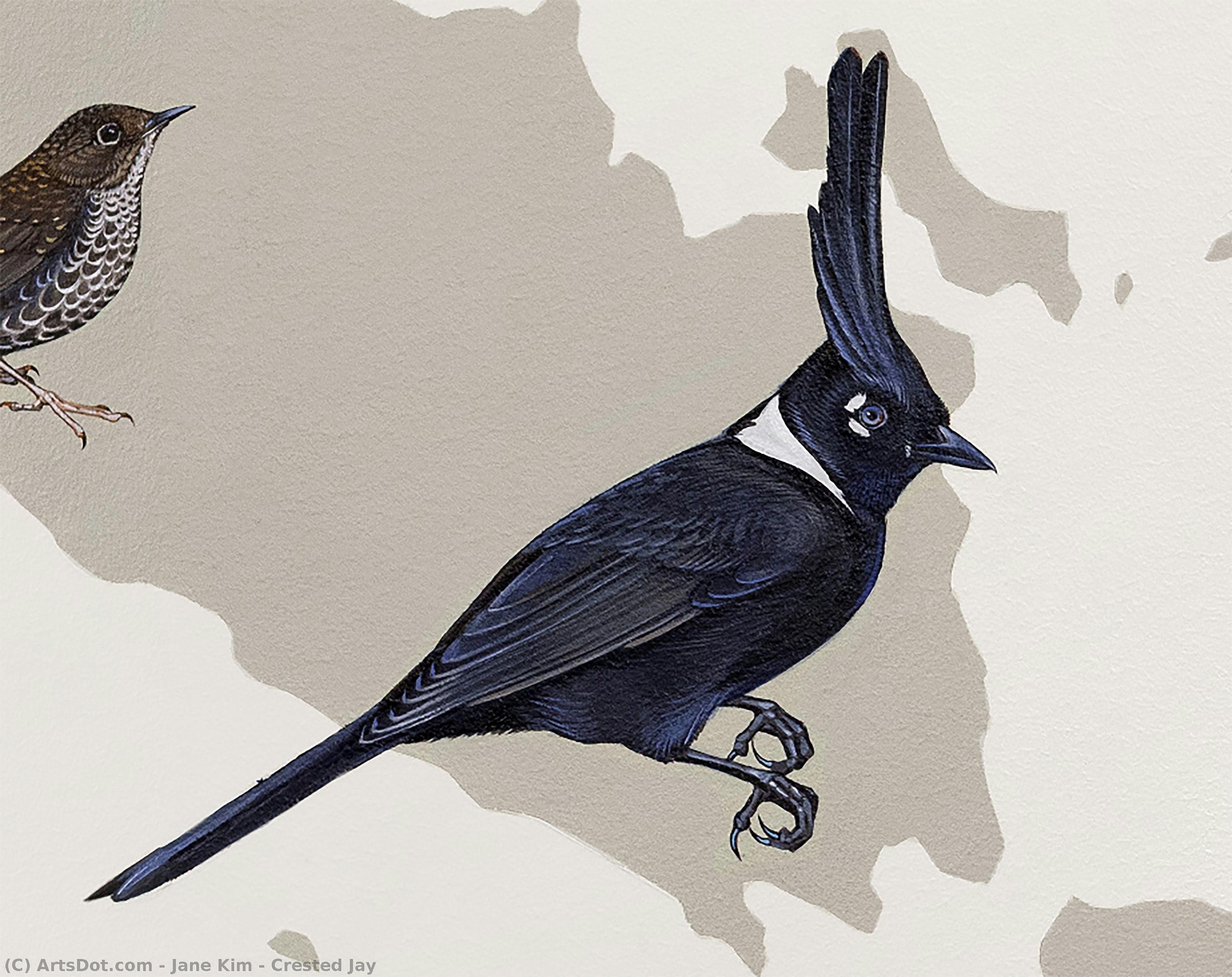 Crested Jay — ジェーン・キム