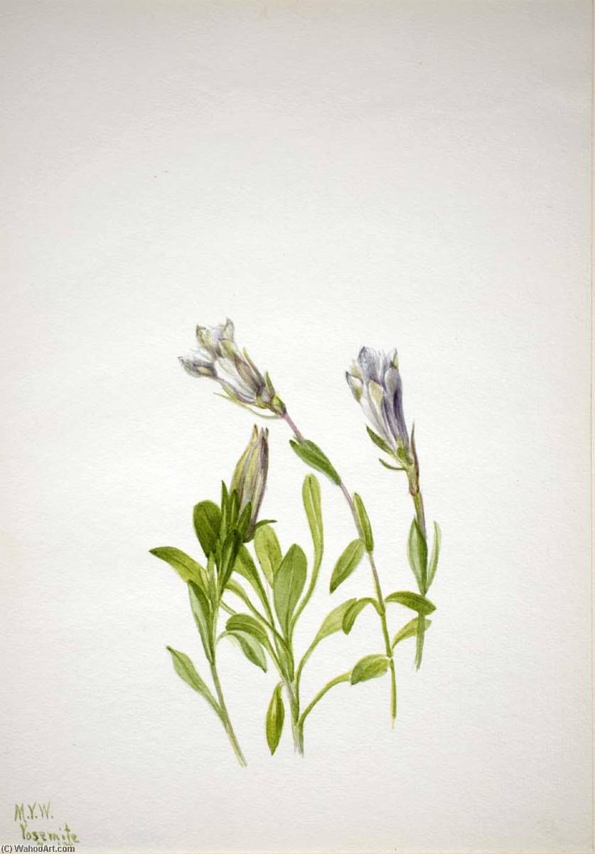 Gentian (gentiana Newberri) — Mary Vaux Walcott