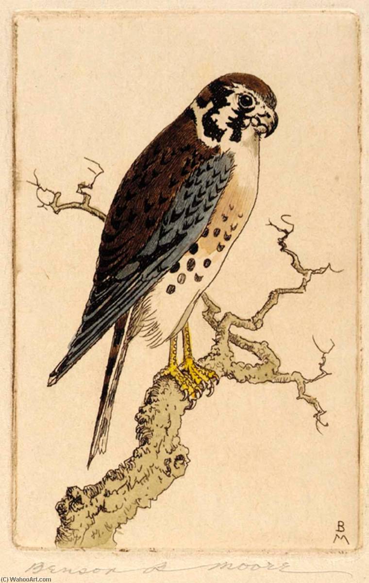 Sparrow Hawk — Benson B Moore