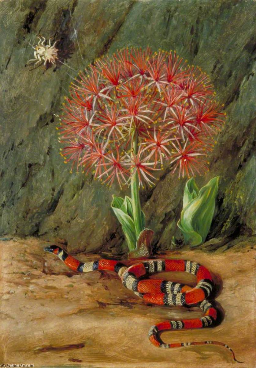 Flor Imperiale, Coral Snake And Spider, Brazil — Marianne North