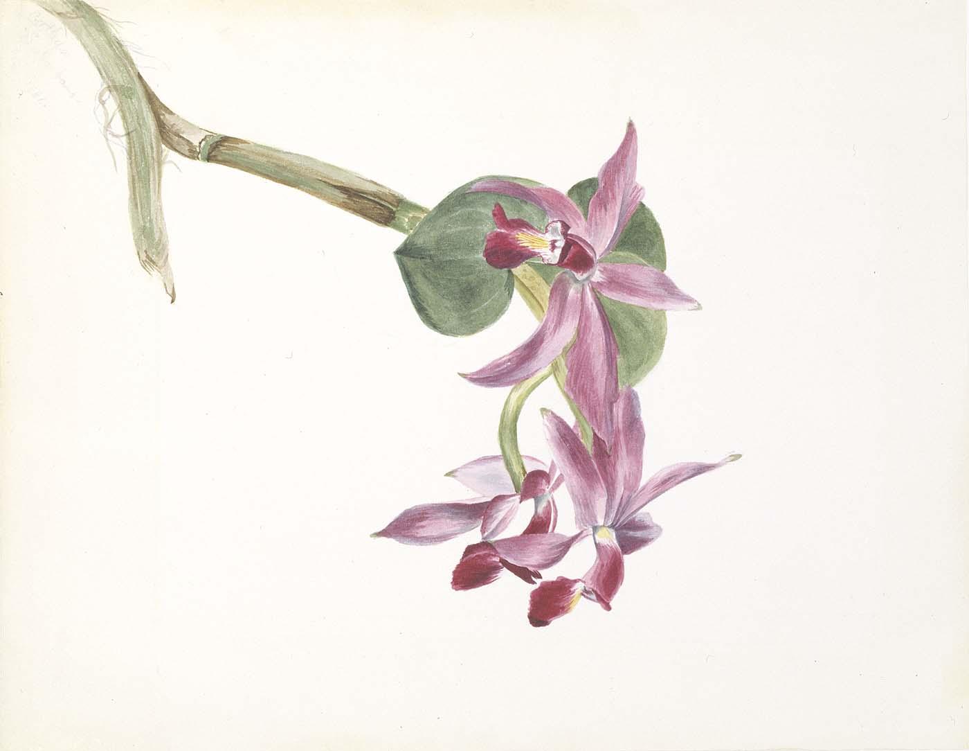 Cattlaya Superbus — Mary Vaux Walcott