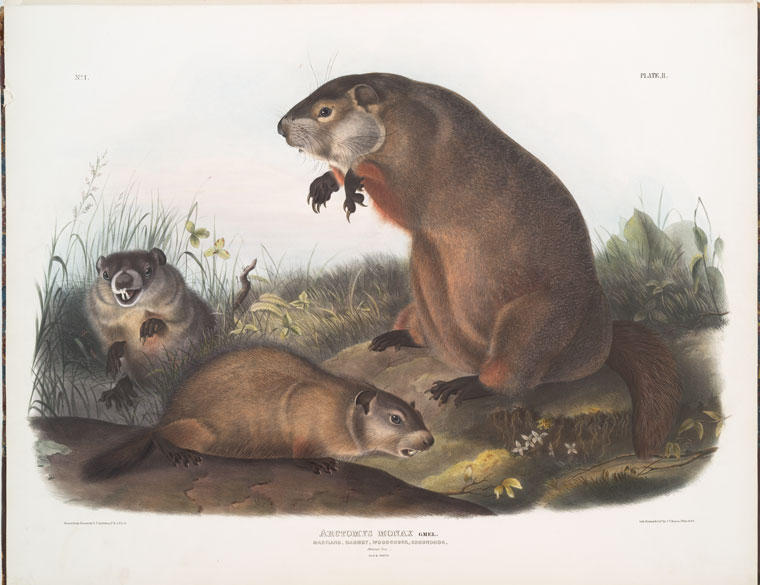 Arctomys Monax, Maryland Marmot, Woodchuck, Groundhog. Natural Size. Old ^ Young — John James Audubon