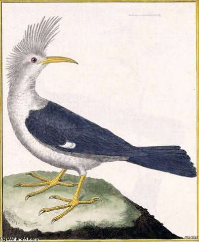 Hoopoe Starling — Francois Nicolas Martinet