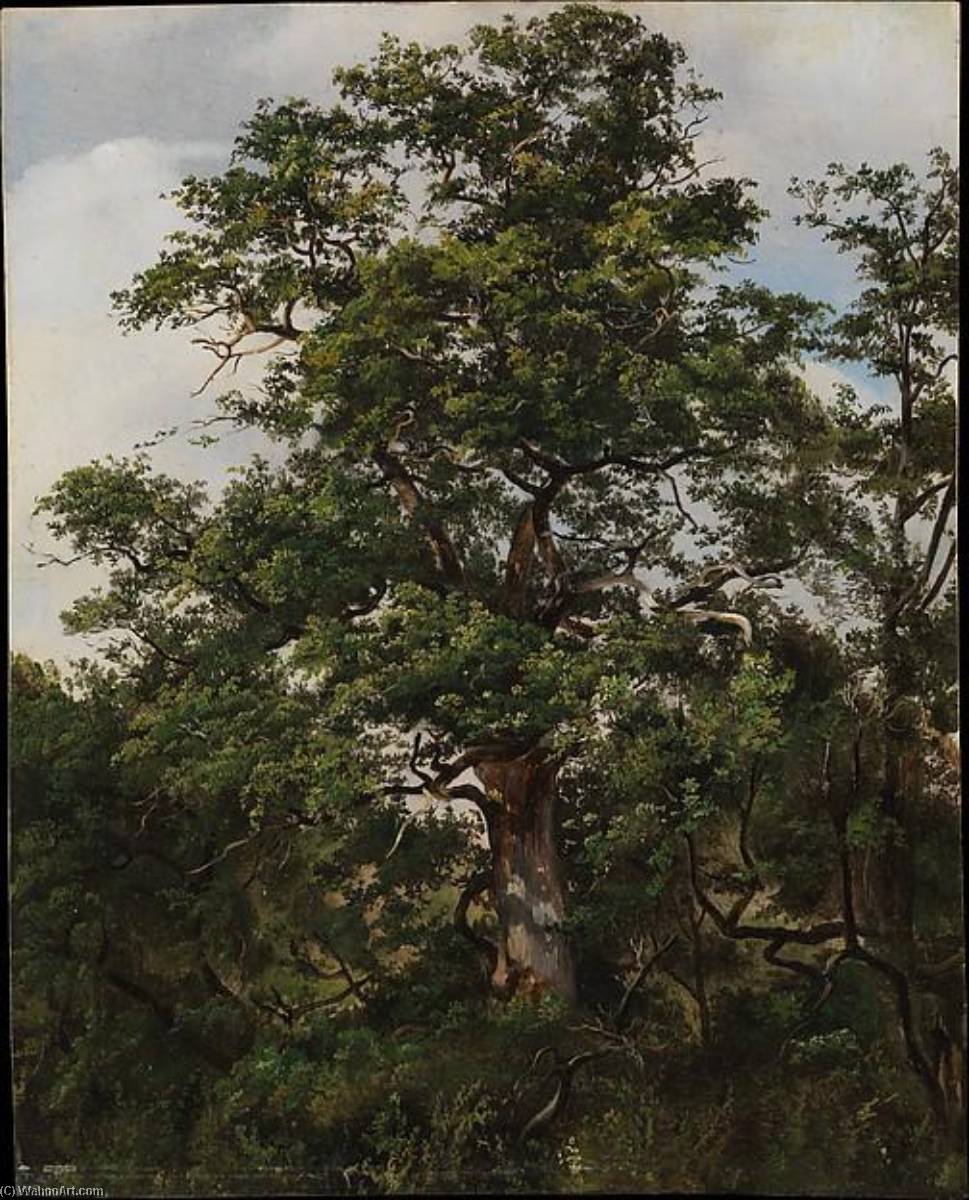 Oak Tree — Adam Töpffer