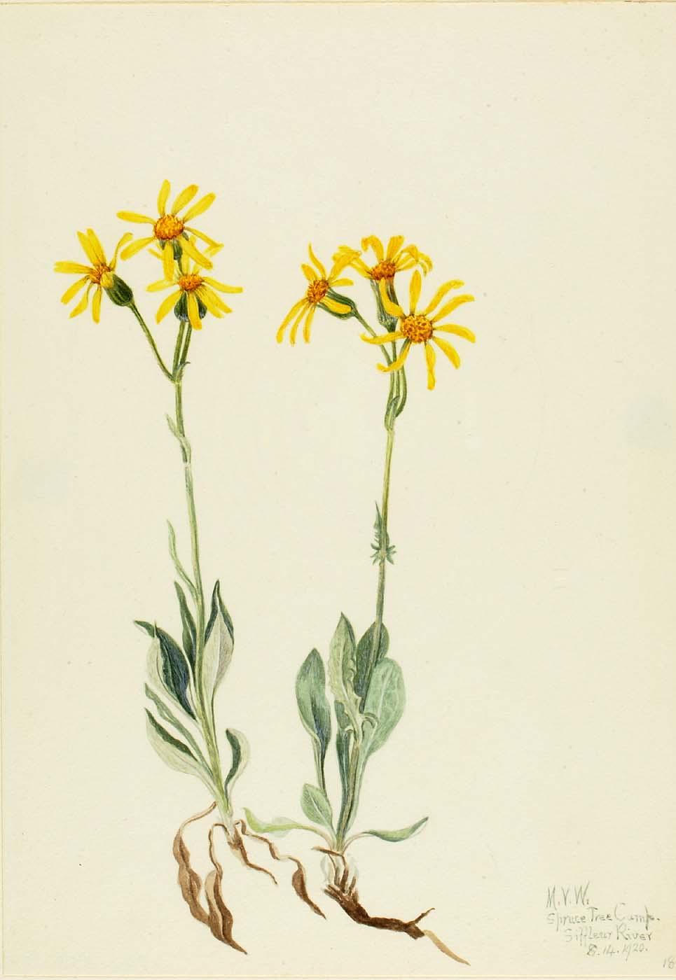 Montana Parnassia (parnassia Montanesis) — Mary Vaux Walcott