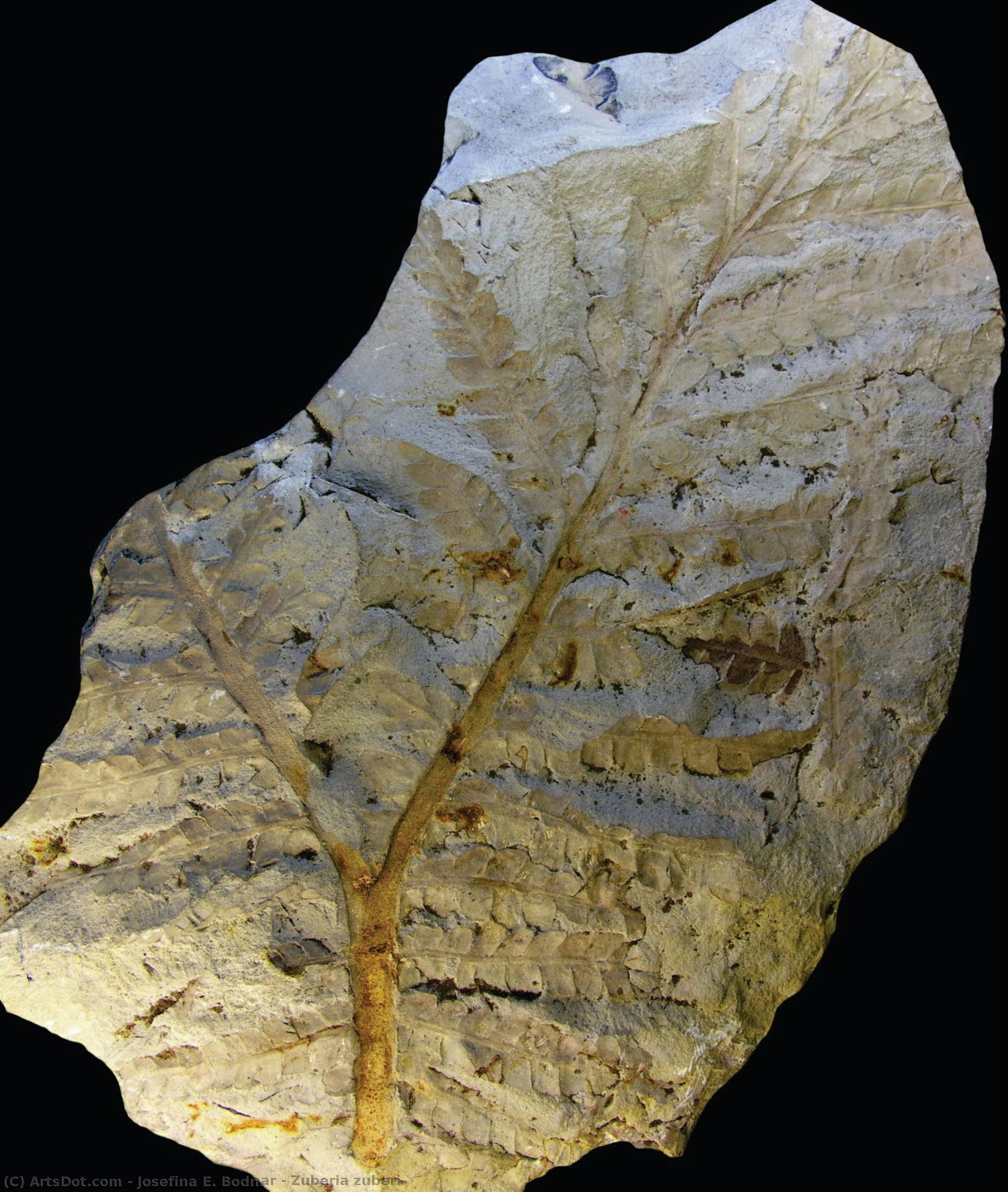 Zuberia Zuberi — Josefina E. Bodnar