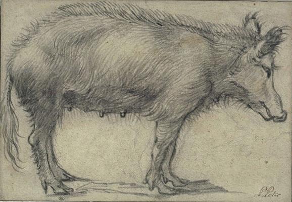Etude De Truie, Vue De Profil — Paulus Potter