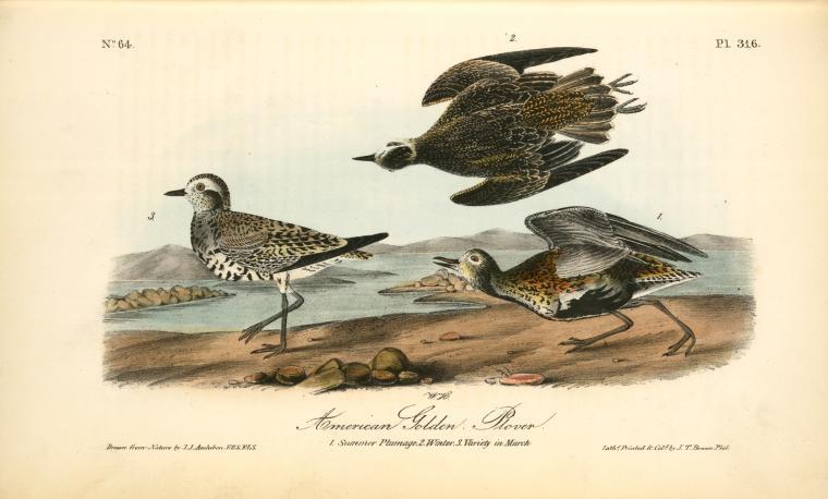 American Golden Plover. 1. Summer Plumage, 2. Winter, 3. Variety In March — John James Audubon