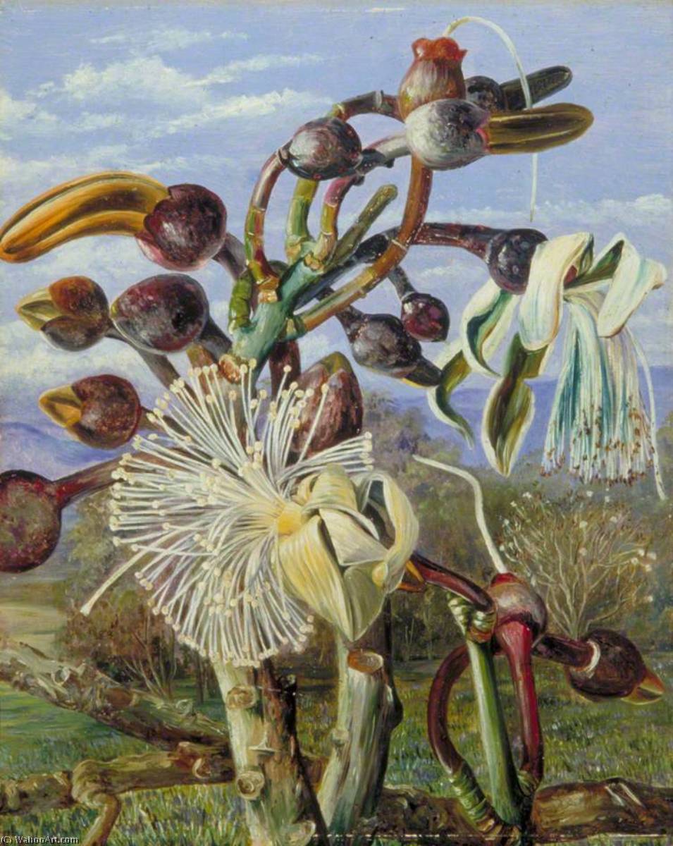 Flowers Of A Brazilian Forest Tree — Marijana Nort