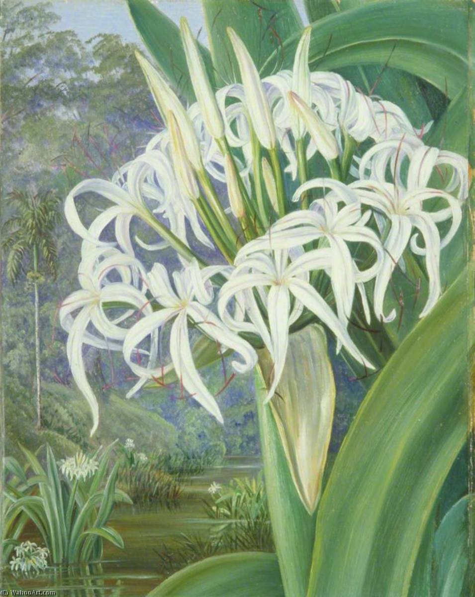 A Bornean Crinum — Марианна Норт