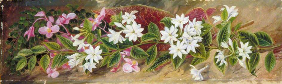 Flores De Jazmín Y Begonia Rosa, Borneo — Marianne North