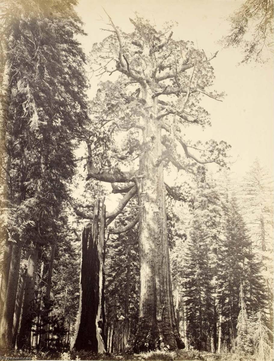 Grizzly Giant, Mariposa Grove — Carleton Emmons Watkins
